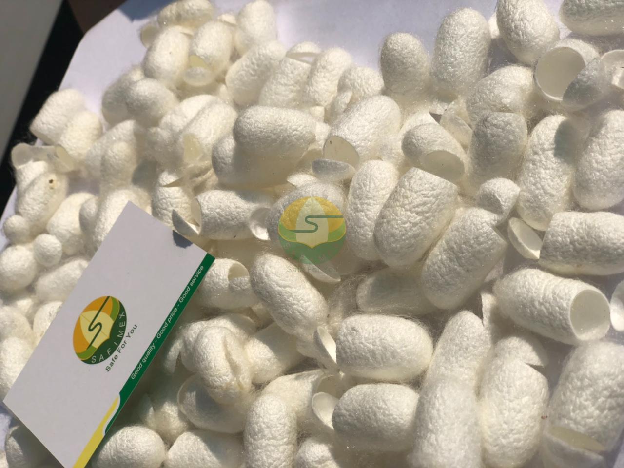 Silk Worm Cocoon for Skincare